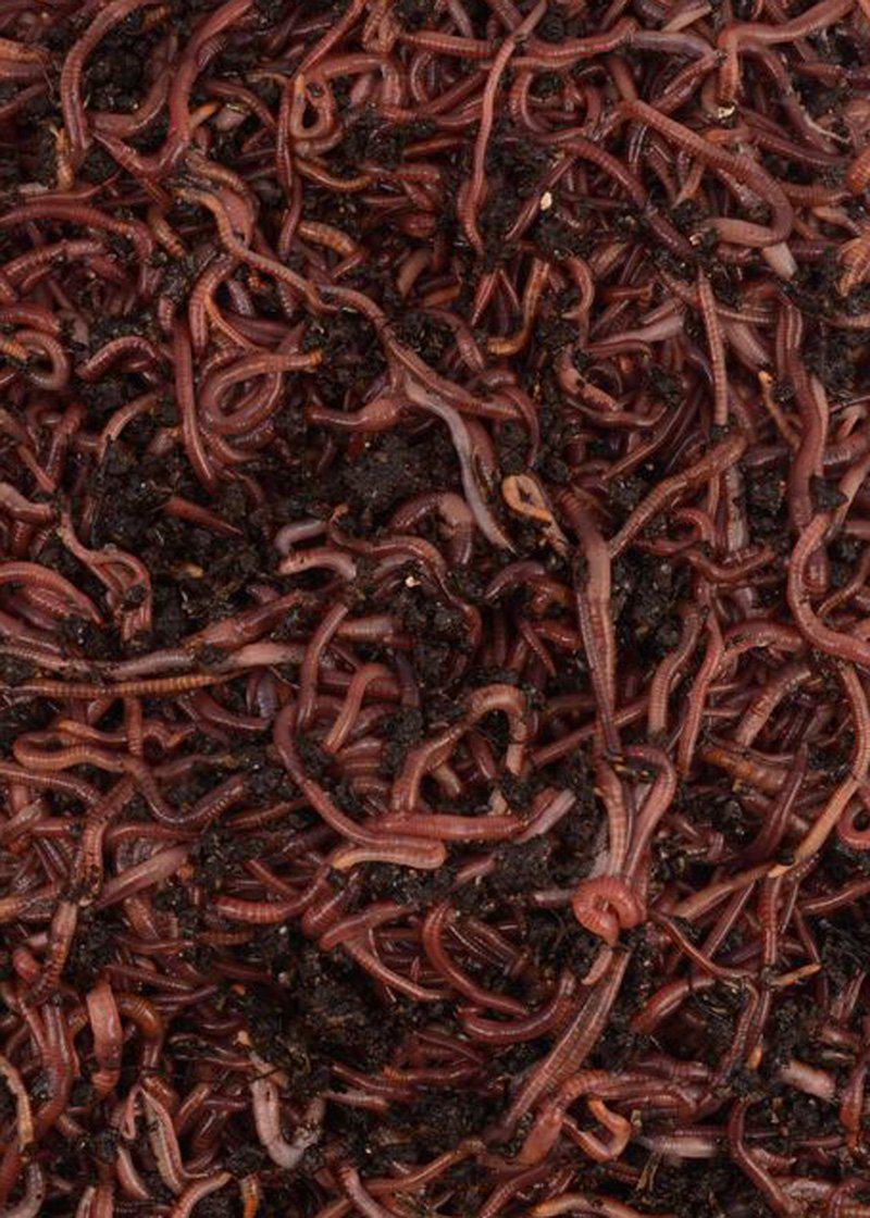 500 Red Composting Worms - 1/2 pound