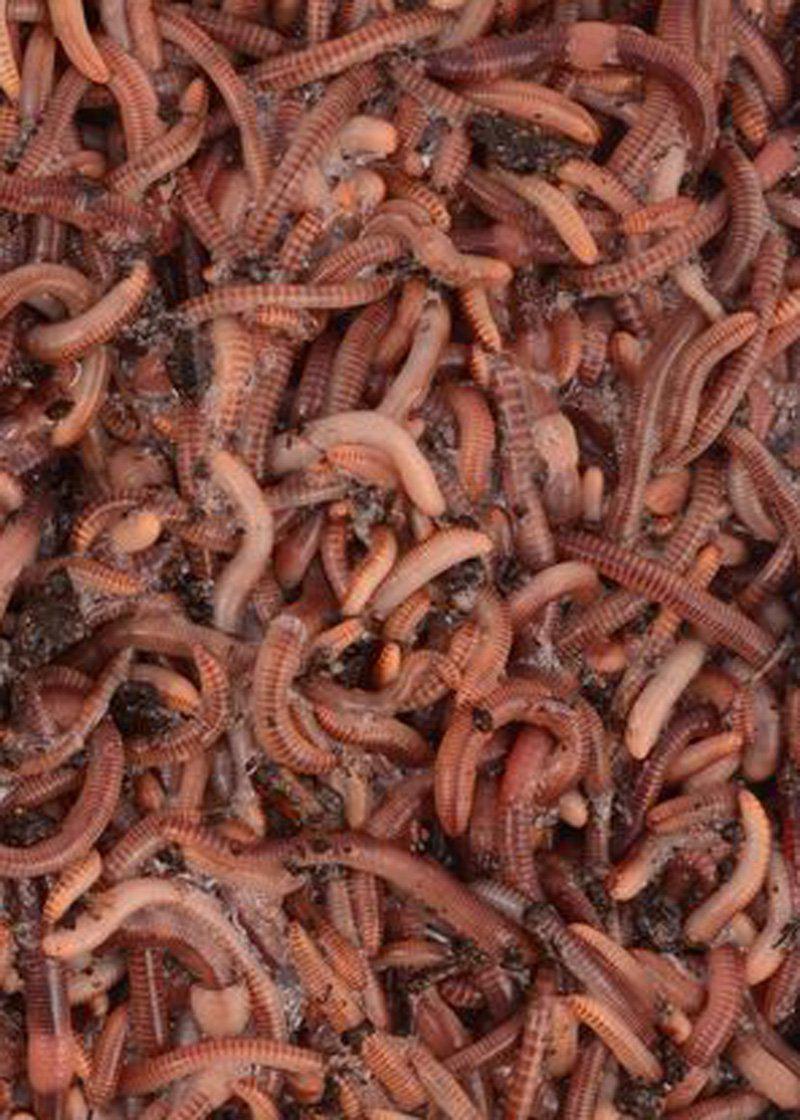 250 Super Red European Nightcrawler Composting Worms - 1/4 Pound